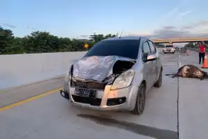 Pagar Pembatas di Tol Sibanceh Hilang, Seekor Sapi Mati Tertabrak Mobil