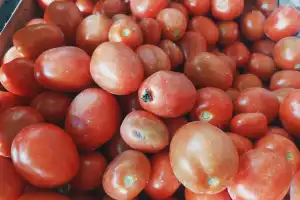 Harga Tomat di Bener Meriah Naik, Petani SemringahÊ