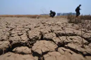 El Nino Picu Kenaikan Harga Beras di Aceh Barat