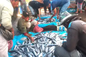 Harga Ikan di Pasar Beureunuen Naik