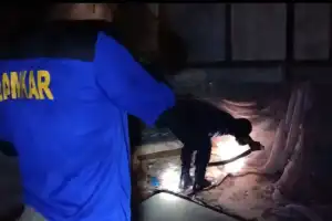 Warga Aceh Besar Kaget Ular King Koros Muncul di Kamar Tidur