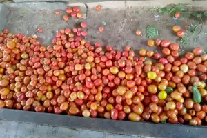 IRT Keluhkan Harga Tomat Naik