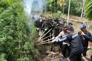 BNN Musnahkan Empat Hektar Ladang Ganja di Aceh Utara