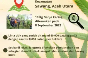 Polres Aceh Utara Musnahkan 40 Ribu Batang Ganja