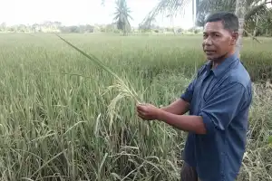 Pilu Petani Padi di Aceh Utara, Empat Kali Gagal Panen Akibat Banjir