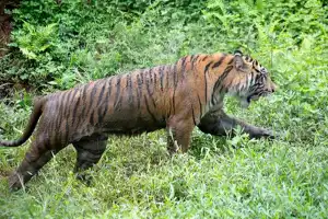 BKSDA Usir Harimau dari Kebun Warga di Aceh Timur