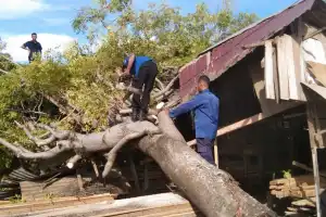 Diterpa Angin Kencang, Pohon Tumbang Timpa Panglong Kayu di Cadek