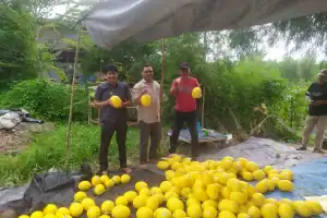 Manfaatkan Lahan Tidur, Poktan di Aceh Tamiang Raup Rp55 Juta dari Penjualan Melon Golden