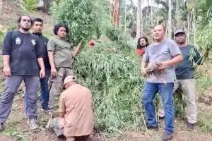 Polisi Musnahkan Satu Hektar Ladang Ganja di Sawang Aceh Utara