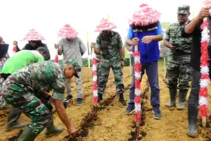 Kodam IM Sasar 9 Kecamatan Kembangkan Lahan Jagung di Aceh Tamiang