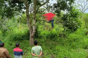 Seorang Pria Ditemukan Tewas Tergantung di Pohon Mangga
