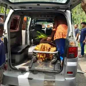 Pawang Nurman Korban Amuk Gajah Meninggal Usai Sepuluh Hari Dirawat di RSUZA