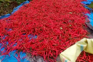 Harga Cabai Rawit Turun Rp38 Ribu per Kilogram di Bener Meriah