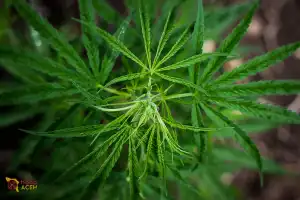 Kualitas Ganja Aceh Terbaik di Dunia, DPRA: Bisa Sembuhkan Banyak Penyakit