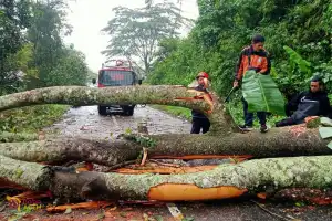 Pohon Tumbang Timpa Badan Jalan eks-KKA Bener Meriah, Pengendara Diimbau Waspadai Titik Rawan Longsor