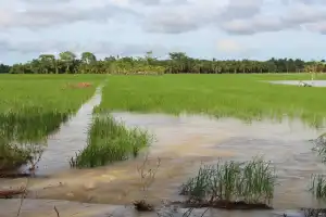 Banjir Rendam 1.446 Hektare Lahan Sawah Baru di Aceh Tamiang