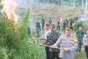 BNN Musnahkan 22.864 Batang Ganja di Aceh Utara