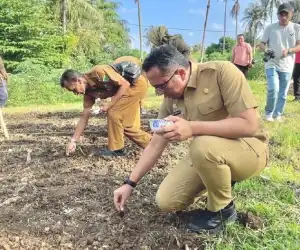 Pemko Sabang Uji Coba Penanaman Padi Gogo di Lahan Petani