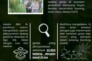 BNN Musnahkan Puluhan Ribu Batang Ganja di Aceh Utara