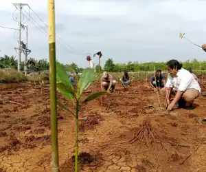 10.000 Hektare Mangrove Tamiang Kritis