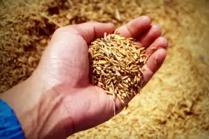 Harga Gabah Kering di Aceh Barat Naik 40 Persen