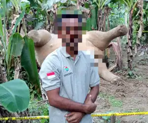 Warga Aceh Utara Ditangkap Polisi Terkait Kematian Gajah di Pijay