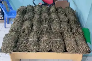 Bawa 25 Kilogram Ganja Kering, Polisi Aceh Tengah Bekuk Warga Dewantara