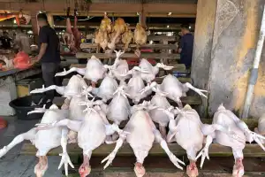 Ayam Potong di Pasar Lambaro Dijual Rp70 Ribu Per Ekor