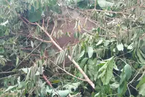 Seekor Gajah Liar Ditemukan Mati di Karang Ampar Aceh Tengah