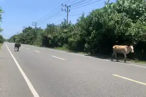 Hati-hati, Banyak Ternak di Lintas Mudik Barsela Aceh
