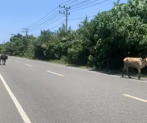 Hati-hati, Banyak Ternak di Lintas Mudik Barsela Aceh