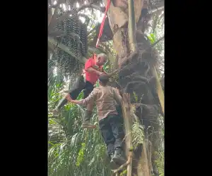 Kakek 70 Tahun di Aceh Timur Panjat Pohon Aren, Tiba-tiba Sakit tak Bisa Turun