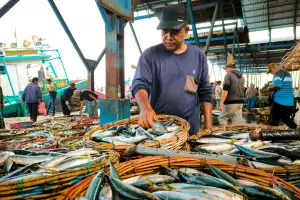 Tangkapan Melimpah, Harga Ikan Tongkol di Banda Aceh Anjlok