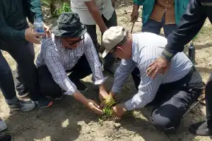 Dosen USK Kelola Hutan Adat Mukim Paloh dengan Tanaman Petai dan Jengkol