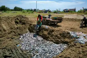 Nelayan Lampulo kembali Buang Ikan Akibat tak Laku