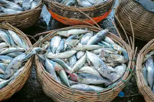 Kuburan Massal Ikan di Lampulo