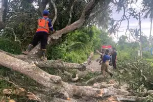 Aceh Besar Dilanda Angin Kencang, Masyarakat Diminta Waspada Pohon Tumbang
