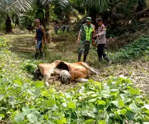 Seekor Sapi Milik Warga Aceh Timur Diduga Dimangsa Harimau