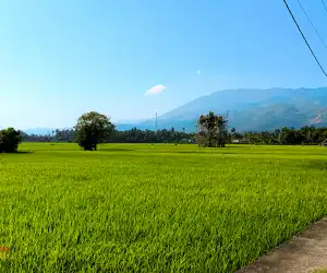Cuaca Ekstrem, Petani di Aceh Tenggara Panen Padi Lebih Awal