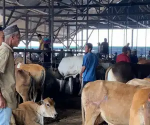 Pemerintah Mulai Cek Kesehatan Hewan Kurban di Lhokseumawe