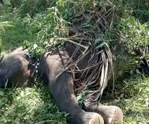 Gajah Sumatra Ditemukan Mati Tersengat Arus Listrik di Aceh Tengah