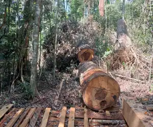 Illegal Logging di Abdya Marak, WALHI Duga APH Backing Perambah Hutan