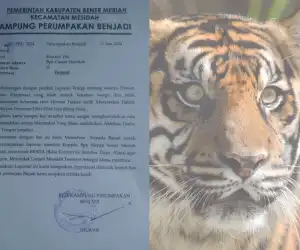 Warga Mesidah Resah, Harimau Berkeliaran dan Mangsa Ternak