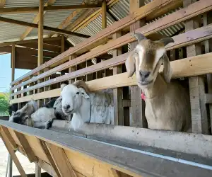 Harga Kambing Kurban Capai Rp6,5 Juta per Ekor, Sapi Tembus Rp35 Juta