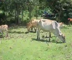 Hewan Kurban di Nagan Raya Mencapai 3.683 Ekor