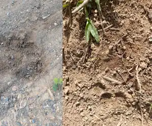 Halau Harimau Pakai Petasan, Warga Perumpakan Benjadi Nekat Kembali Berkebun