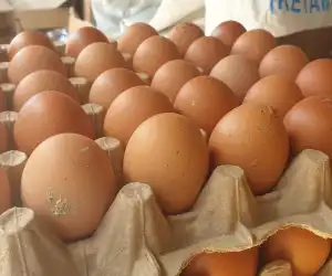 Harga Telur Ayam Ras di Bener Meriah Tembus Rp56 Ribu Per Papan