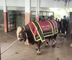 Selebgram Aceh Sumbangkan Sapi 1,2 Ton untuk Warga Banda