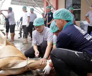 Pesantren Sulaimaniyah Aceh Sembelih Sapi Kurban Bantuan Turki dan Singapura