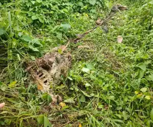 Sapi Milik Warga Aceh Timur Mati Diduga Dimangsa Harimau